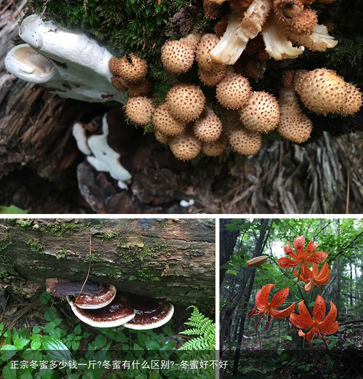 正宗冬蜜多少钱一斤?冬蜜有什么区别?-冬蜜好不好