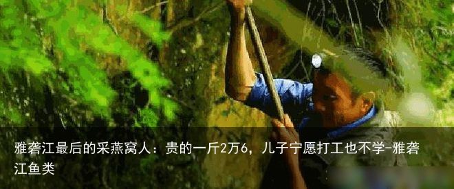 雅砻江最后的采燕窝人：贵的一斤2万6，儿子宁愿打工也不学-雅砻江鱼类