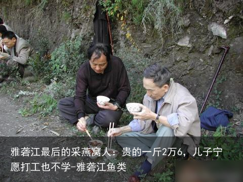 雅砻江最后的采燕窝人：贵的一斤2万6，儿子宁愿打工也不学-雅砻江鱼类