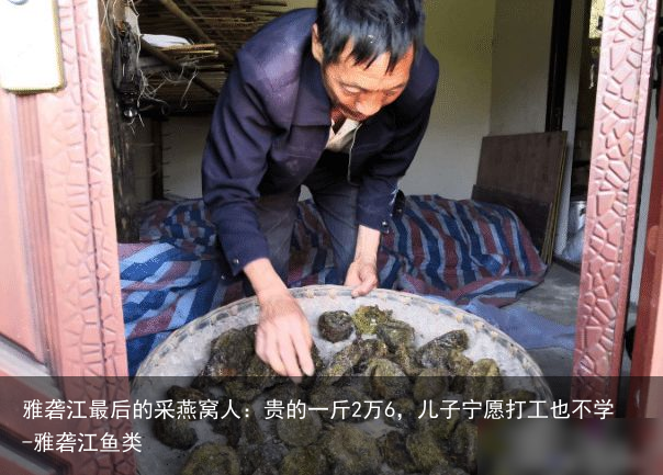 雅砻江最后的采燕窝人：贵的一斤2万6，儿子宁愿打工也不学-雅砻江鱼类