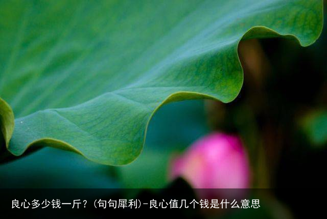 良心多少钱一斤？(句句犀利)-良心值几个钱是什么意思