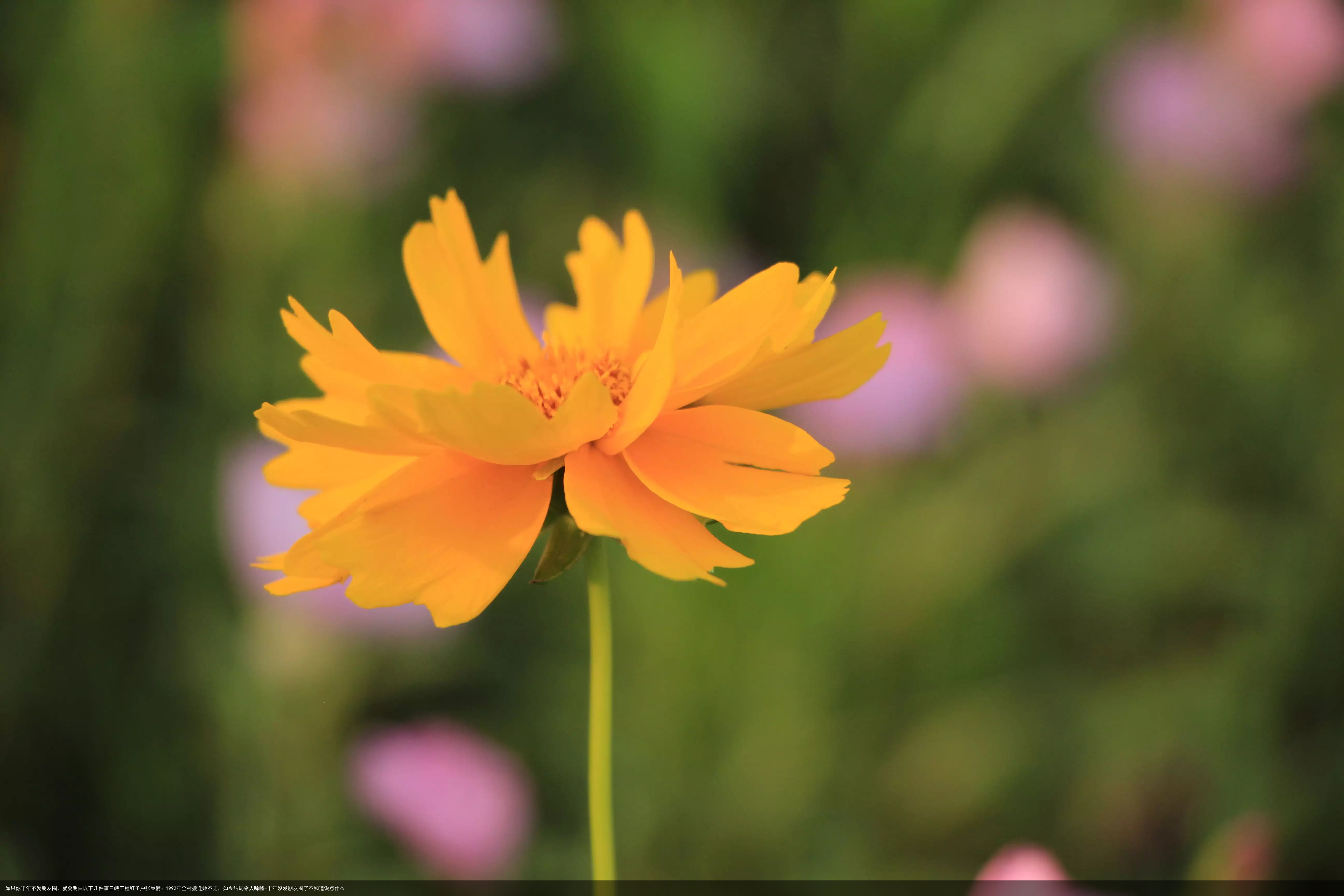 如果你半年不发朋友圈，就会明白以下几件事三峡工程钉子户张秉爱：1992年全村搬迁她不走，如今结局令人唏嘘-半年没发朋友圈了不知道说点什么