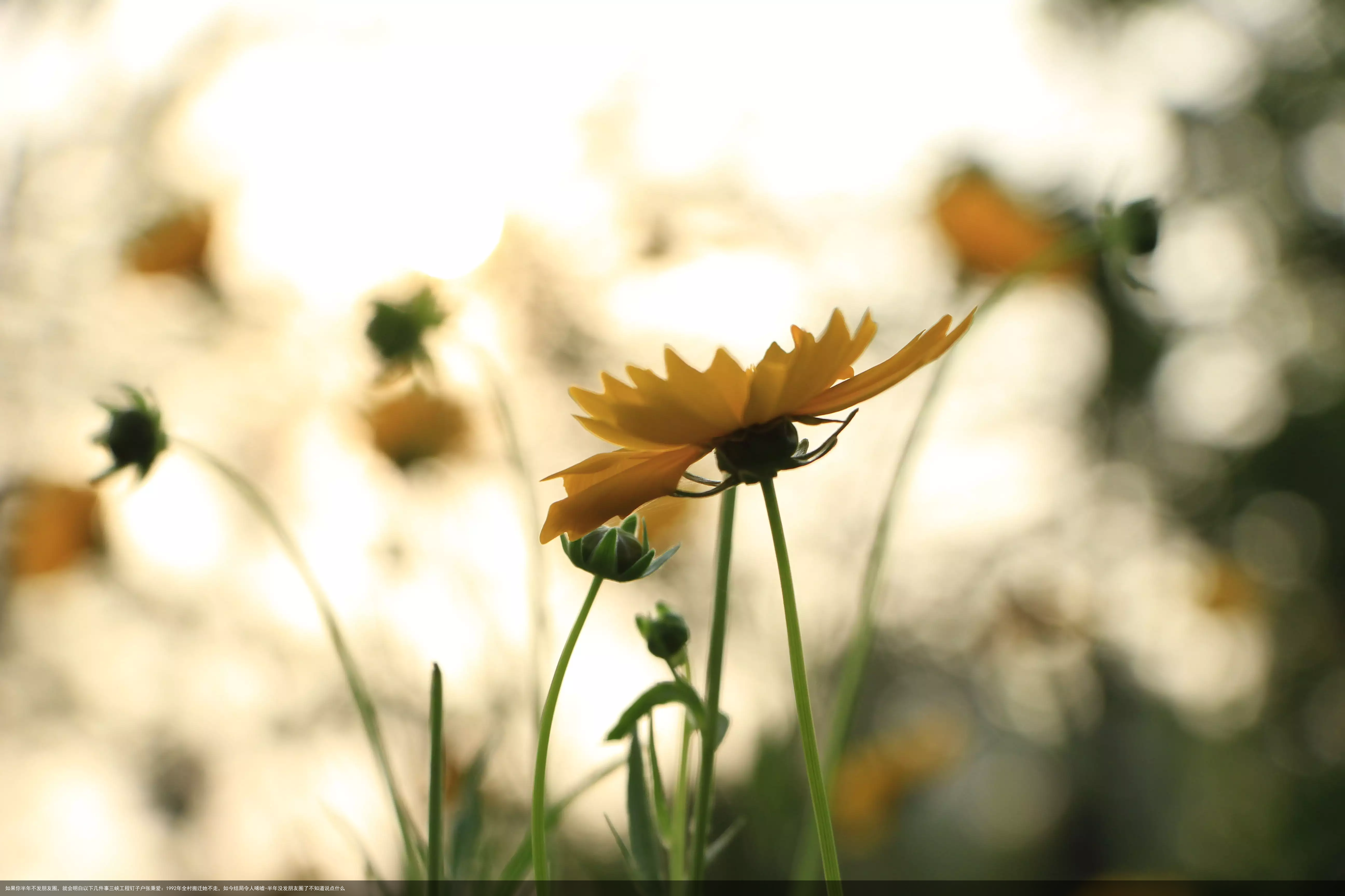 如果你半年不发朋友圈，就会明白以下几件事三峡工程钉子户张秉爱：1992年全村搬迁她不走，如今结局令人唏嘘-半年没发朋友圈了不知道说点什么