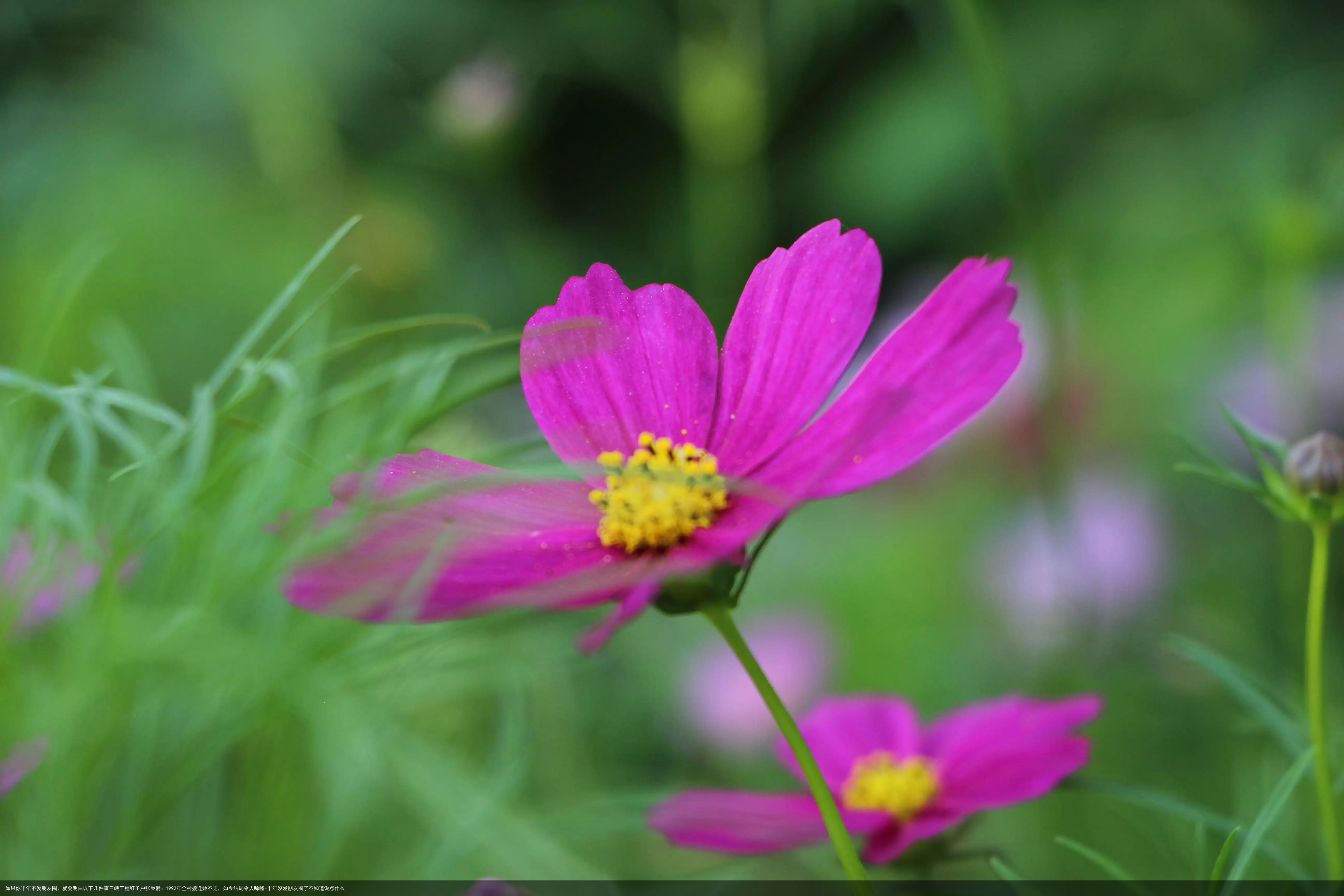 如果你半年不发朋友圈，就会明白以下几件事三峡工程钉子户张秉爱：1992年全村搬迁她不走，如今结局令人唏嘘-半年没发朋友圈了不知道说点什么