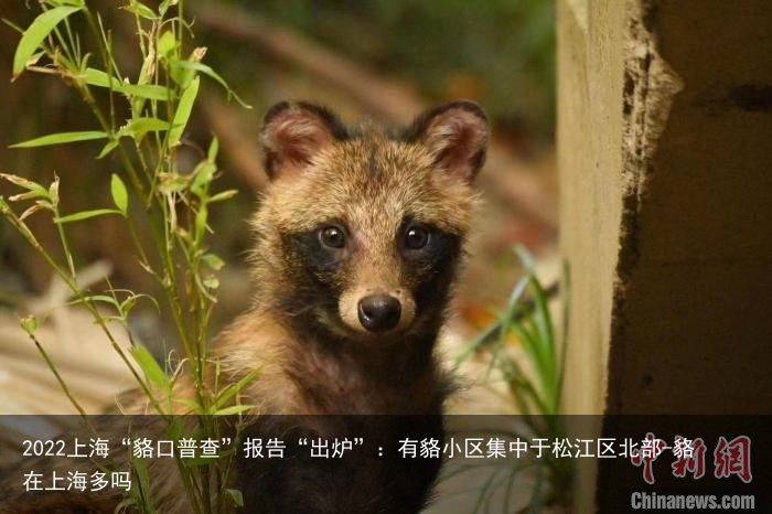 2022上海“貉口普查”报告“出炉”：有貉小区集中于松江区北部-貉在上海多吗
