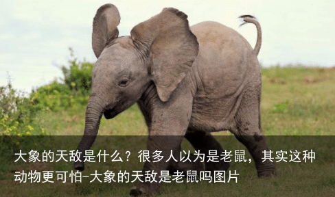 大象的天敌是什么？很多人以为是老鼠，其实这种动物更可怕-大象的天敌是老鼠吗图片