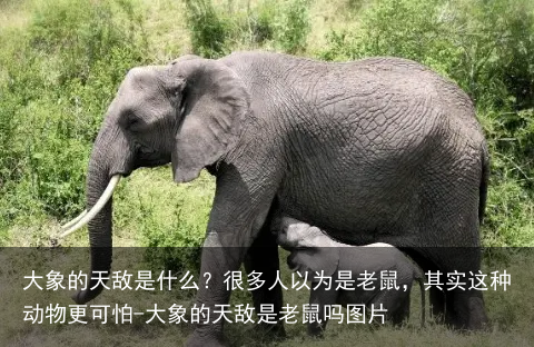 大象的天敌是什么？很多人以为是老鼠，其实这种动物更可怕-大象的天敌是老鼠吗图片