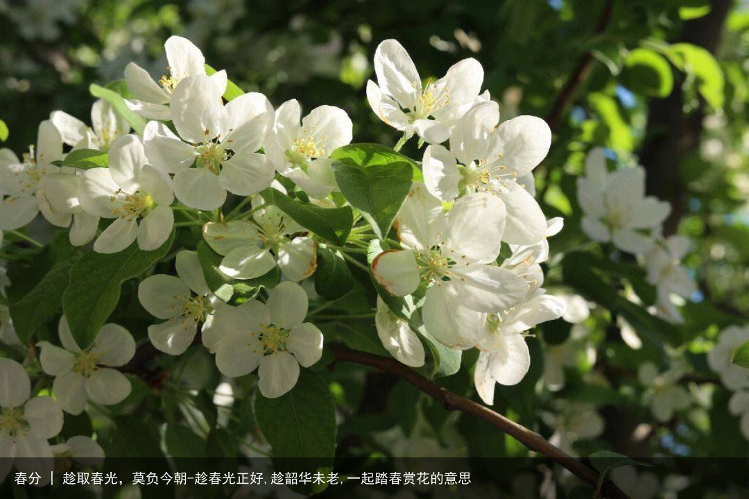 春分 | 趁取春光，莫负今朝-趁春光正好,趁韶华未老,一起踏春赏花的意思