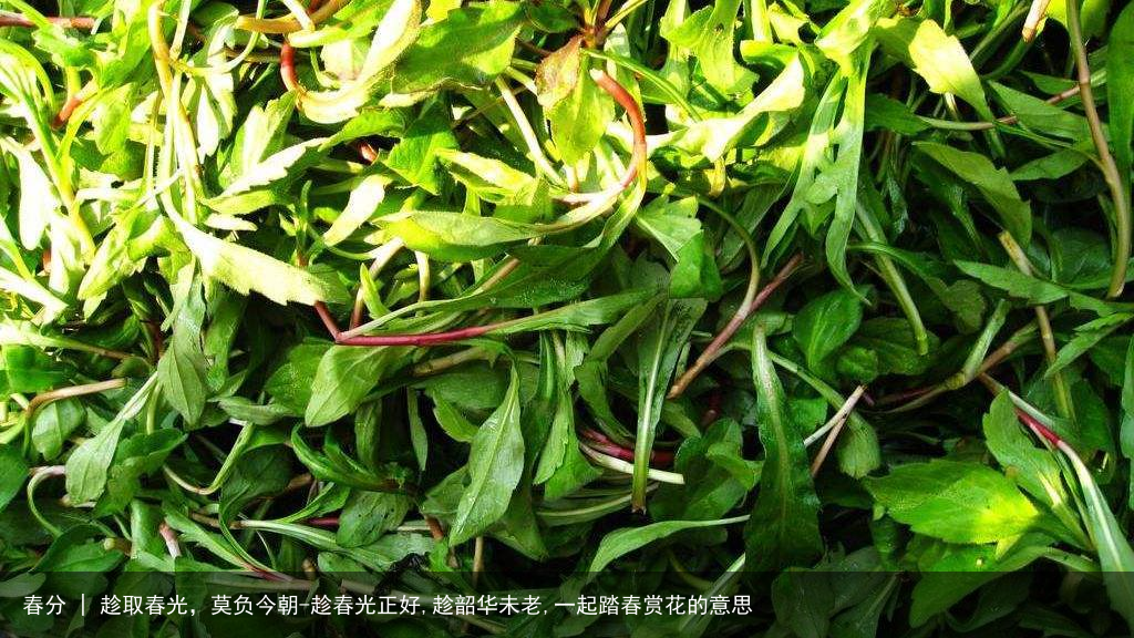 春分 | 趁取春光，莫负今朝-趁春光正好,趁韶华未老,一起踏春赏花的意思