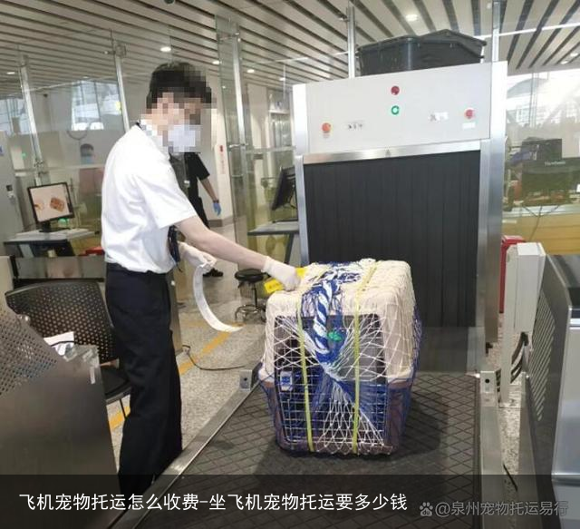 飞机宠物托运怎么收费-坐飞机宠物托运要多少钱