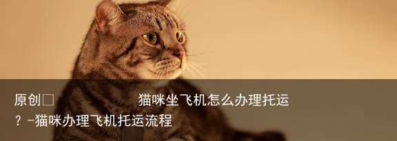 猫咪坐飞机怎么办理托运？-猫咪办理飞机托运流程