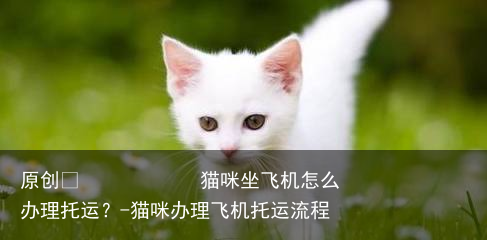 猫咪坐飞机怎么办理托运？-猫咪办理飞机托运流程