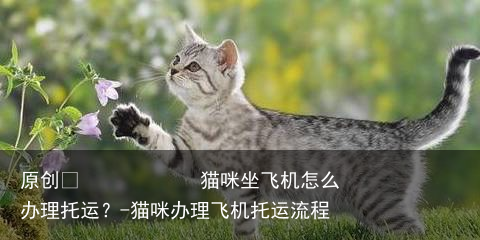 猫咪坐飞机怎么办理托运？-猫咪办理飞机托运流程
