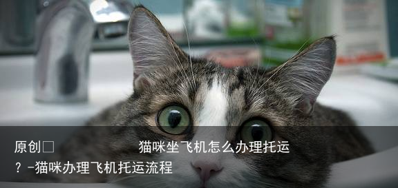 猫咪坐飞机怎么办理托运？-猫咪办理飞机托运流程