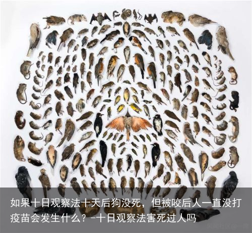 如果十日观察法十天后狗没死，但被咬后人一直没打疫苗会发生什么？-十日观察法害死过人吗