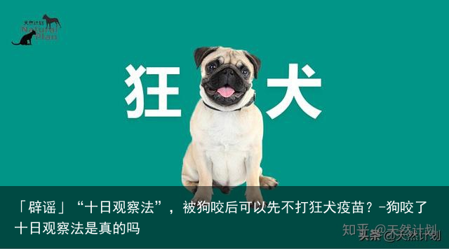 「辟谣」“十日观察法”，被狗咬后可以先不打狂犬疫苗？-狗咬了十日观察法是真的吗