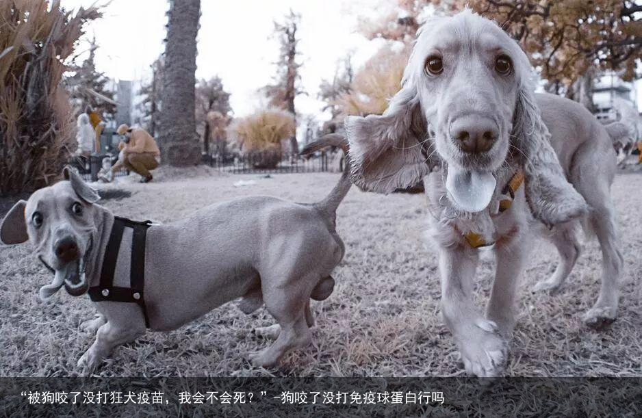 “被狗咬了没打狂犬疫苗，我会不会死？”-狗咬了没打免疫球蛋白行吗