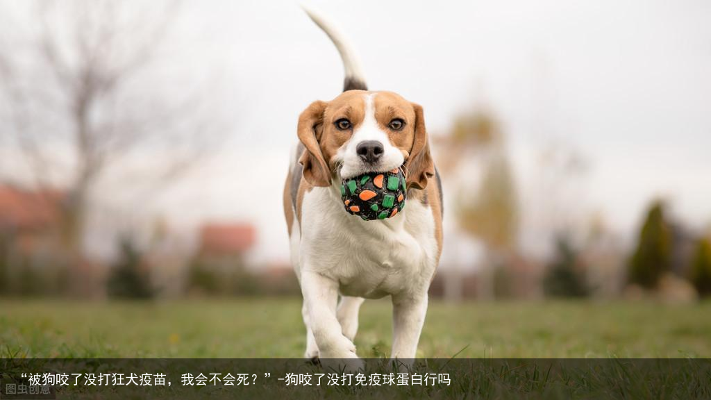“被狗咬了没打狂犬疫苗，我会不会死？”-狗咬了没打免疫球蛋白行吗