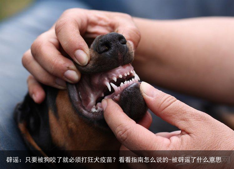 辟谣：只要被狗咬了就必须打狂犬疫苗？看看指南怎么说的-被辟谣了什么意思