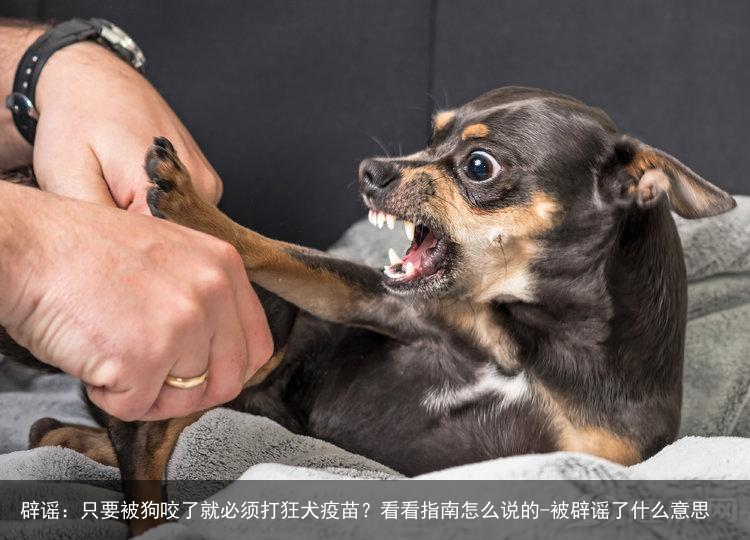 辟谣：只要被狗咬了就必须打狂犬疫苗？看看指南怎么说的-被辟谣了什么意思