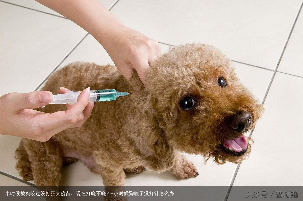 小时候被狗咬过没打狂犬疫苗，现在打晚不晚？-小时候狗咬了没打针怎么办