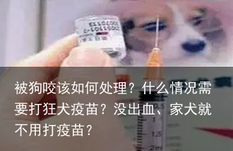 被狗咬该如何处理？什么情况需要打狂犬疫苗？没出血、家犬就不用打疫苗？