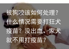 被狗咬该如何处理？什么情况需要打狂犬疫苗？没出血、家犬就不用打疫苗？