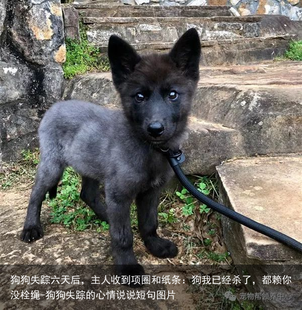 狗狗失踪六天后，主人收到项圈和纸条：狗我已经杀了，都赖你没栓绳-狗狗失踪的心情说说短句图片