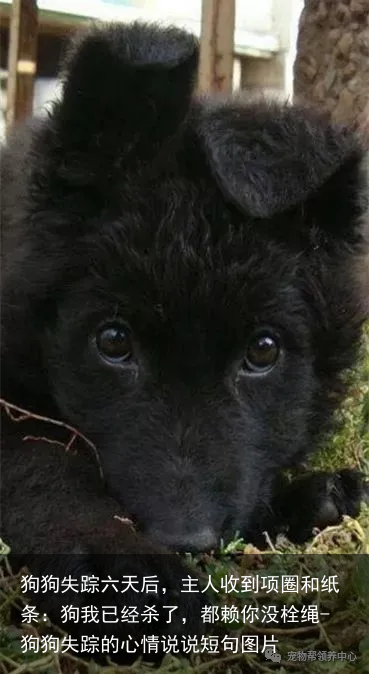 狗狗失踪六天后，主人收到项圈和纸条：狗我已经杀了，都赖你没栓绳-狗狗失踪的心情说说短句图片