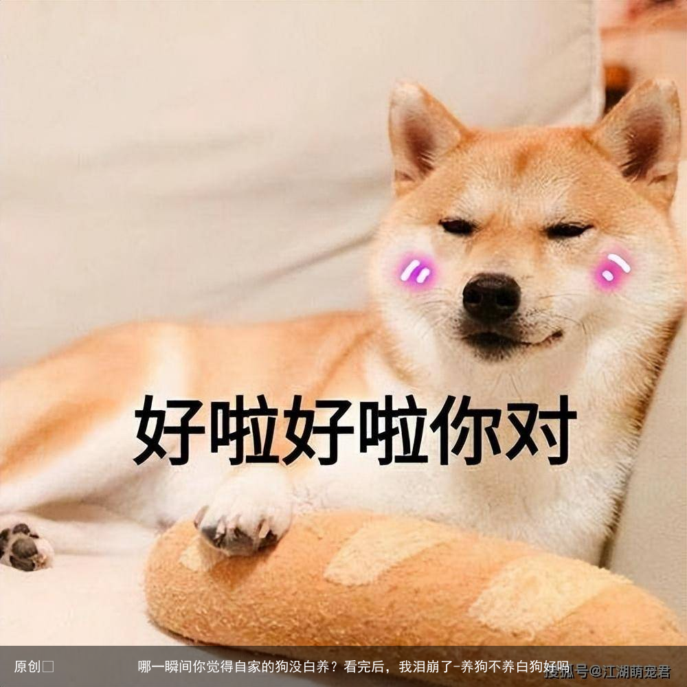 哪一瞬间你觉得自家的狗没白养？看完后，我泪崩了