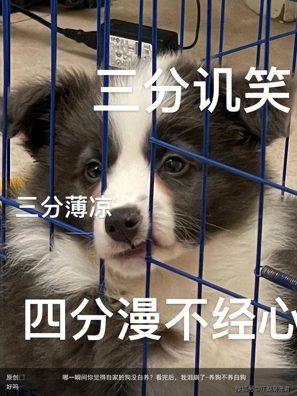 哪一瞬间你觉得自家的狗没白养？看完后，我泪崩了