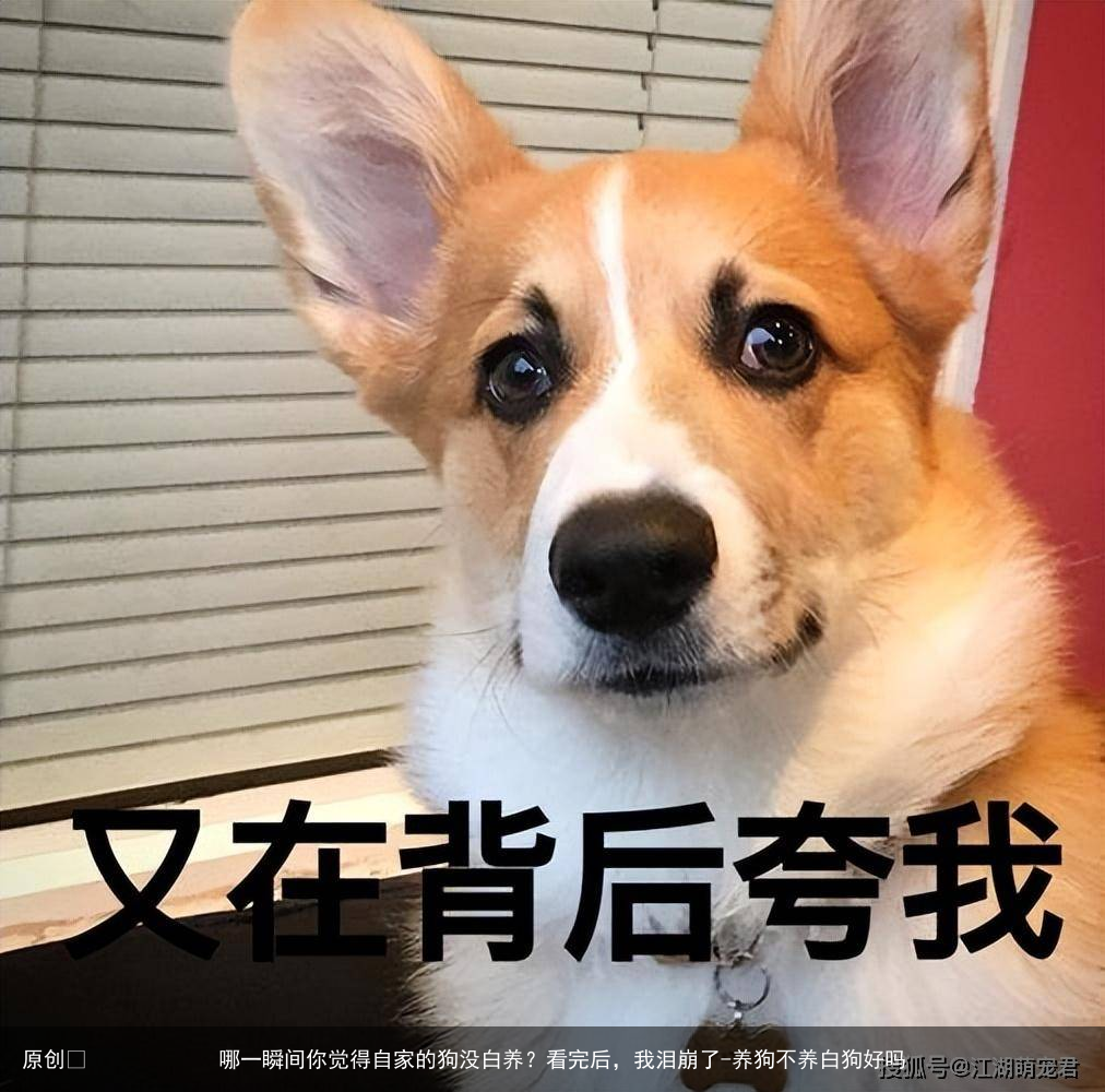 哪一瞬间你觉得自家的狗没白养？看完后，我泪崩了