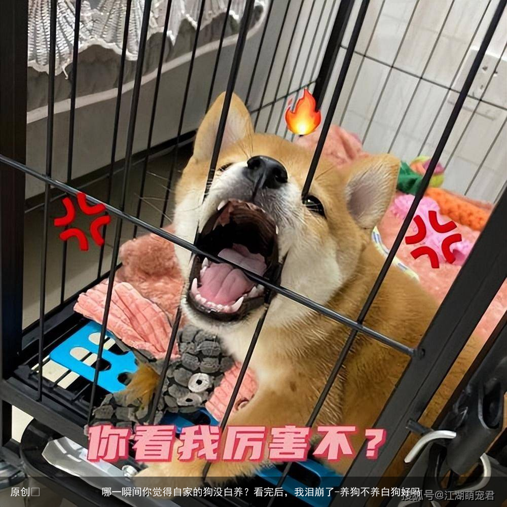 哪一瞬间你觉得自家的狗没白养？看完后，我泪崩了