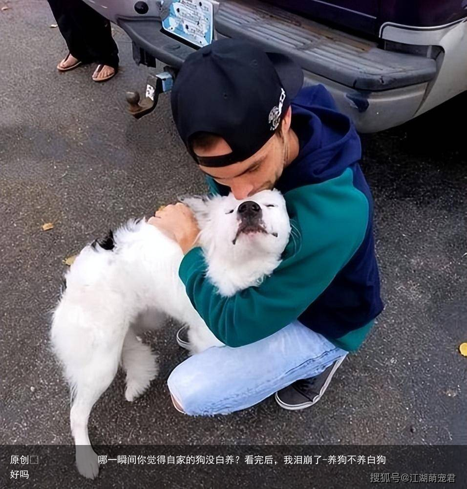 哪一瞬间你觉得自家的狗没白养？看完后，我泪崩了