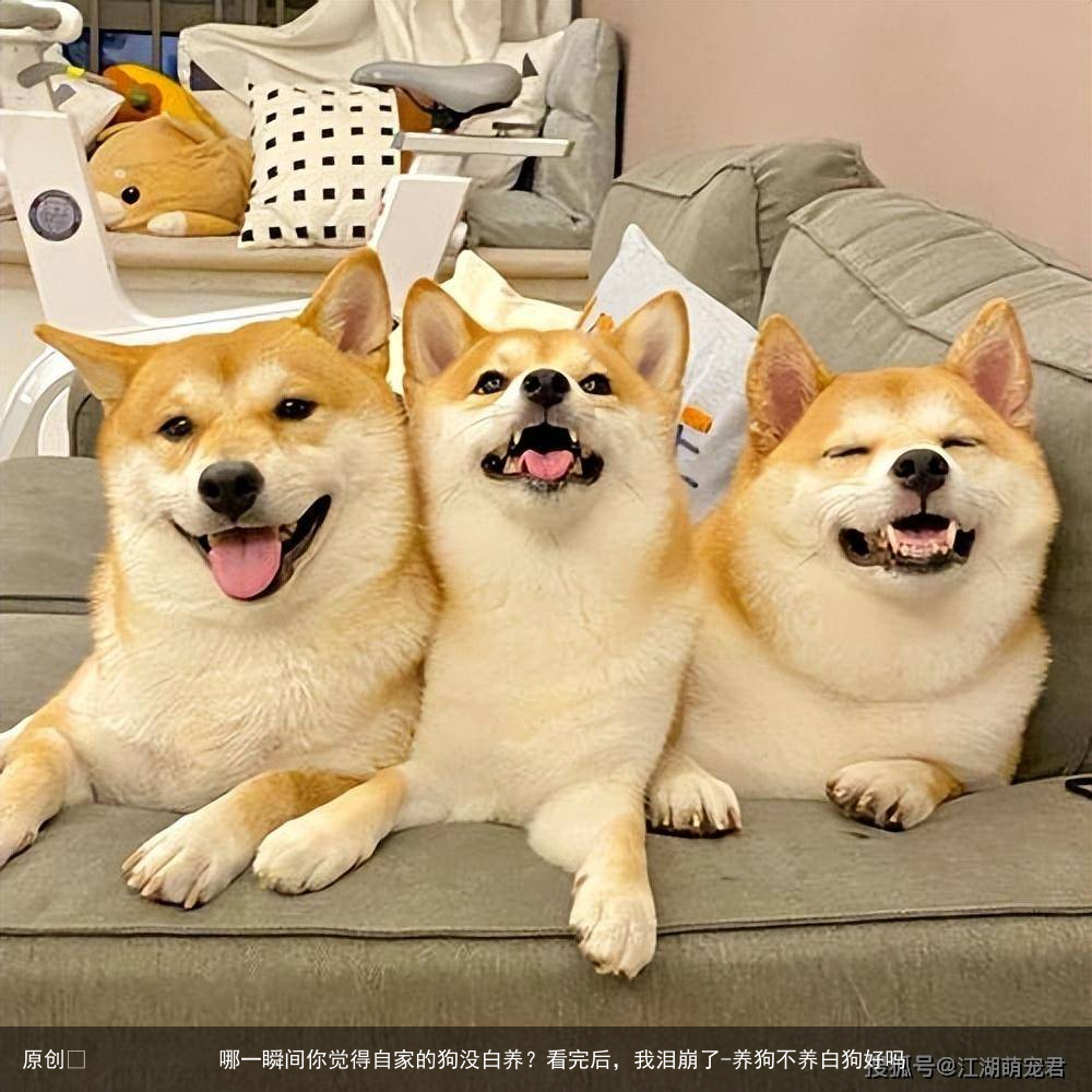 哪一瞬间你觉得自家的狗没白养？看完后，我泪崩了
