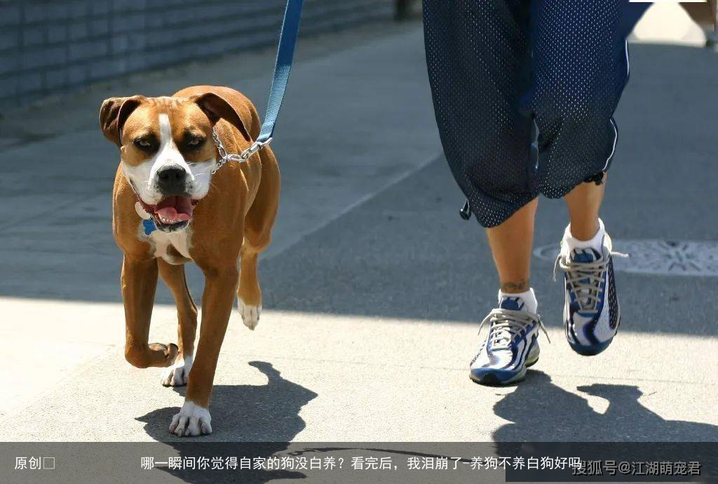 哪一瞬间你觉得自家的狗没白养？看完后，我泪崩了