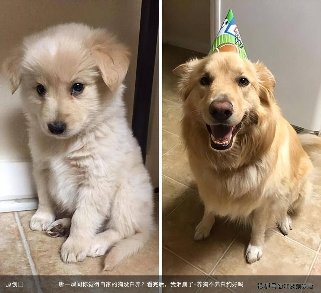 哪一瞬间你觉得自家的狗没白养？看完后，我泪崩了