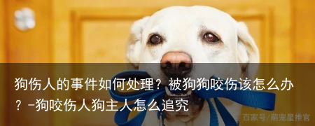 狗伤人的事件如何处理？被狗狗咬伤该怎么办？-狗咬伤人狗主人怎么追究