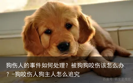 狗伤人的事件如何处理？被狗狗咬伤该怎么办？-狗咬伤人狗主人怎么追究