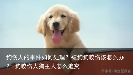 狗伤人的事件如何处理？被狗狗咬伤该怎么办？-狗咬伤人狗主人怎么追究