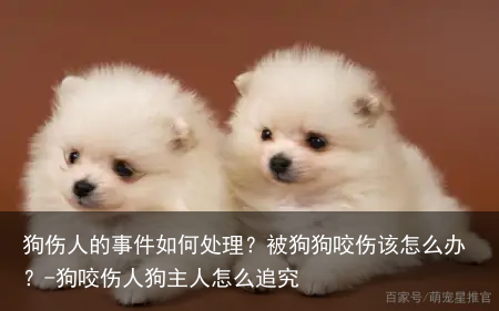 狗伤人的事件如何处理？被狗狗咬伤该怎么办？-狗咬伤人狗主人怎么追究