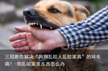 三招教你解决“狗狗乱咬人乱咬家具”的坏毛病！-狗乱咬家里东西怎么办