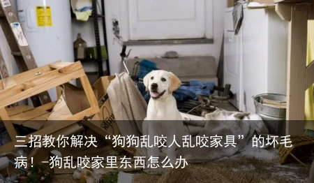三招教你解决“狗狗乱咬人乱咬家具”的坏毛病！-狗乱咬家里东西怎么办