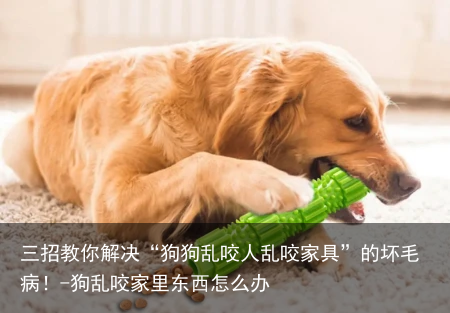 三招教你解决“狗狗乱咬人乱咬家具”的坏毛病！-狗乱咬家里东西怎么办