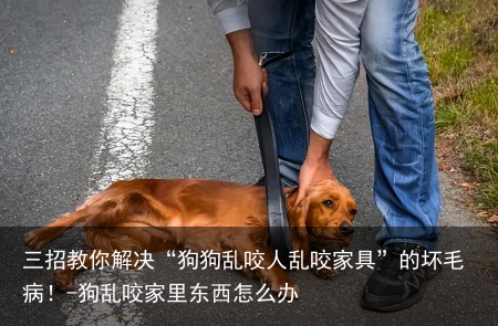 三招教你解决“狗狗乱咬人乱咬家具”的坏毛病！-狗乱咬家里东西怎么办