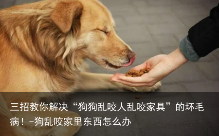 三招教你解决“狗狗乱咬人乱咬家具”的坏毛病！-狗乱咬家里东西怎么办