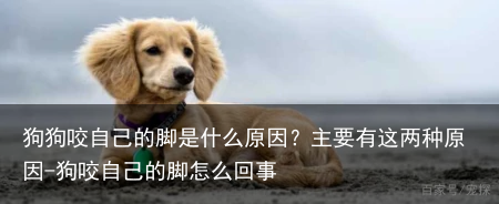 狗狗咬自己的脚是什么原因？主要有这两种原因-狗咬自己的脚怎么回事