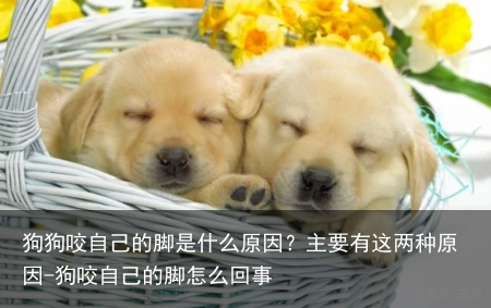 狗狗咬自己的脚是什么原因？主要有这两种原因-狗咬自己的脚怎么回事