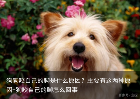 狗狗咬自己的脚是什么原因？主要有这两种原因-狗咬自己的脚怎么回事