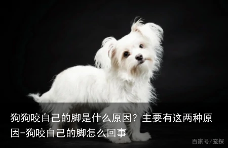 狗狗咬自己的脚是什么原因？主要有这两种原因-狗咬自己的脚怎么回事